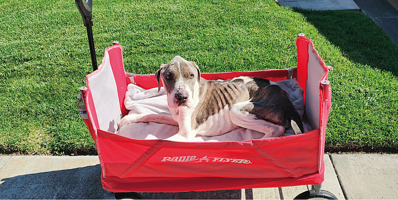 The Dog Who Changed Me: Valerie